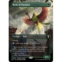 Birds of Paradise (Borderless) - BLC