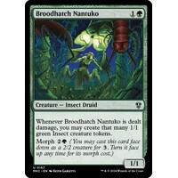 Broodhatch Nantuko - MKC