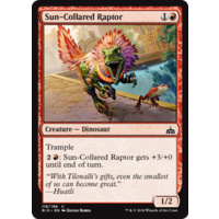 Sun-Collared Raptor - RIX