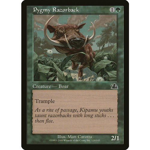 Pygmy Razorback - PCY