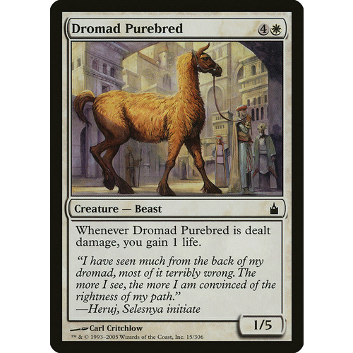 Dromad Purebred - RAV