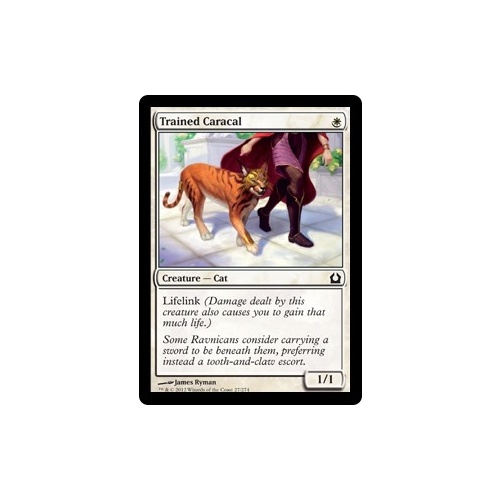 Trained Caracal FOIL - RTR